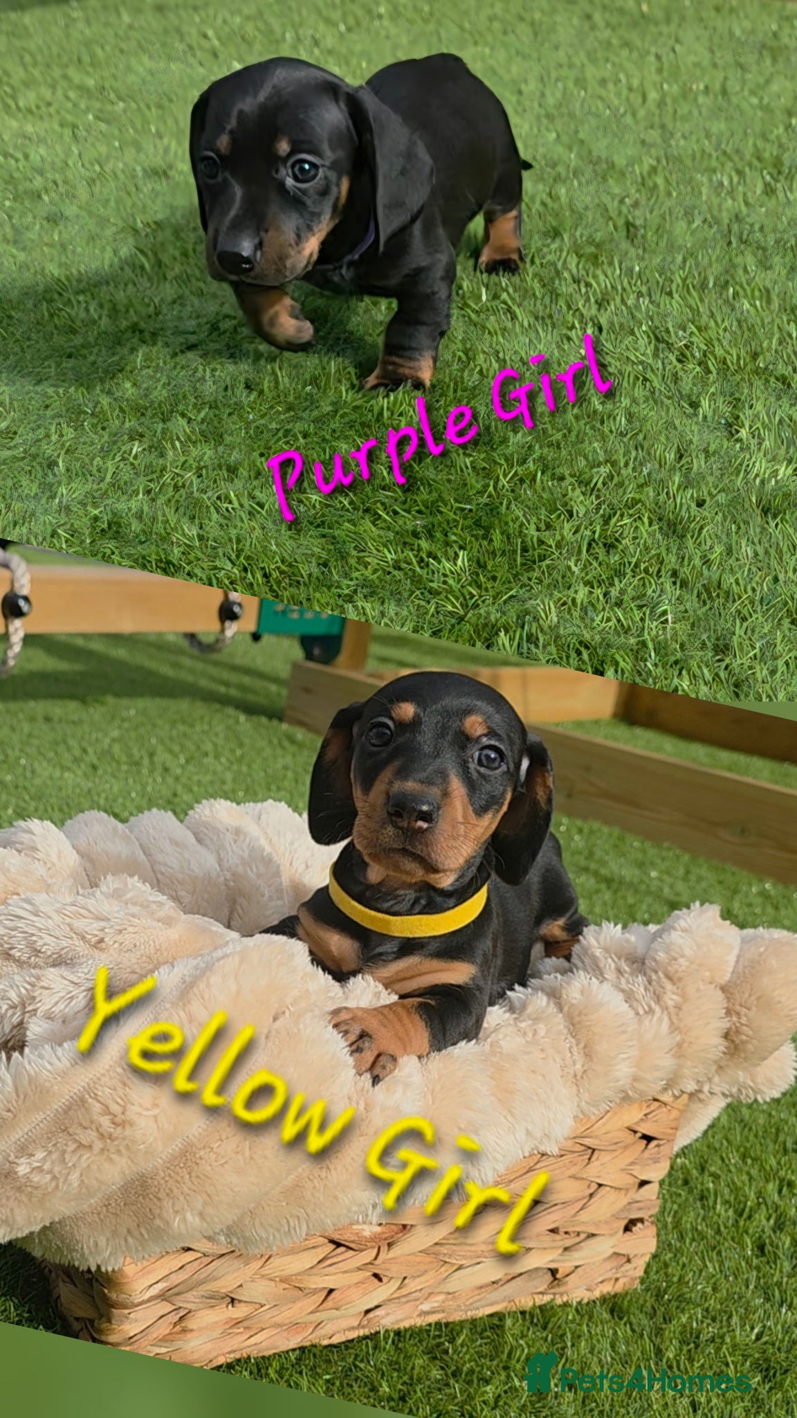 Miniature Dachshund dogs 2 left Ready 15.6 Miniature Dachshund Puppies 🐶🐾 - Advert 2