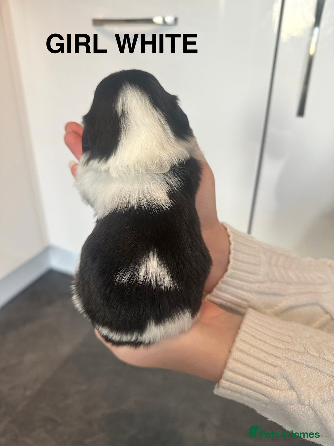 Shih Tzu dogs for sale: Shih Tzu puppies - Advert 10