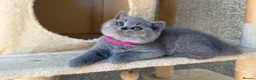 British Shorthair cats for sale: Gorgeous Adorable British Short Hair kittens in Bristol - Advert 4
