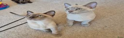 Burmese cats for sale: Pedigree Burmese Kittens - Advert 10