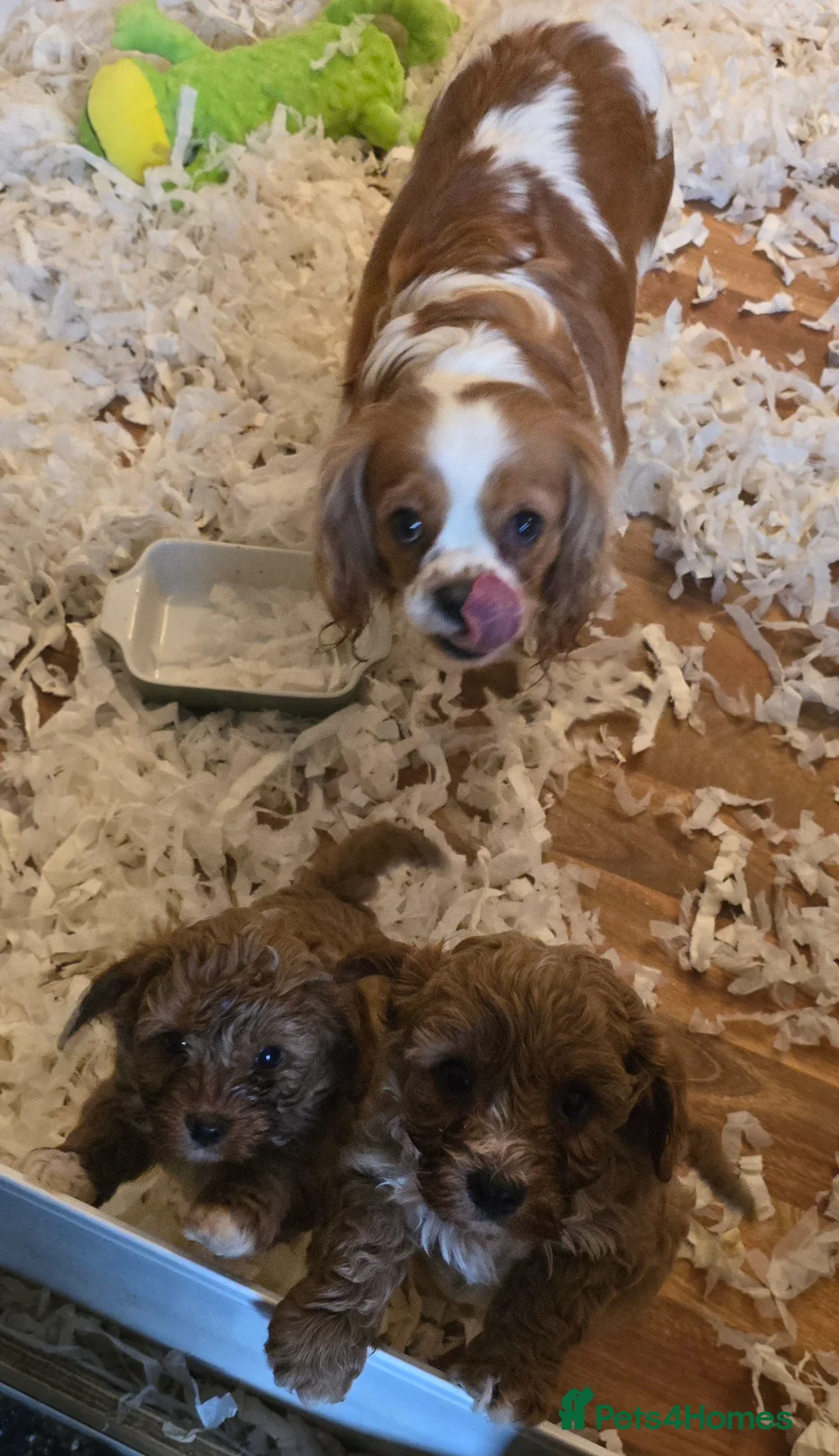 Cavapoo dogs for sale: Gorgeous f1 fox Red cavapoo pups - Advert 8