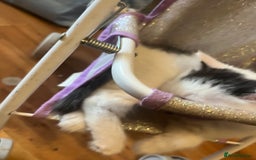 British Shorthair cats for sale: Ready for a loving home now  - Image 33