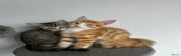 Mixed Breed cats for sale: 5 Beautiful friendly kittens - Advert 12