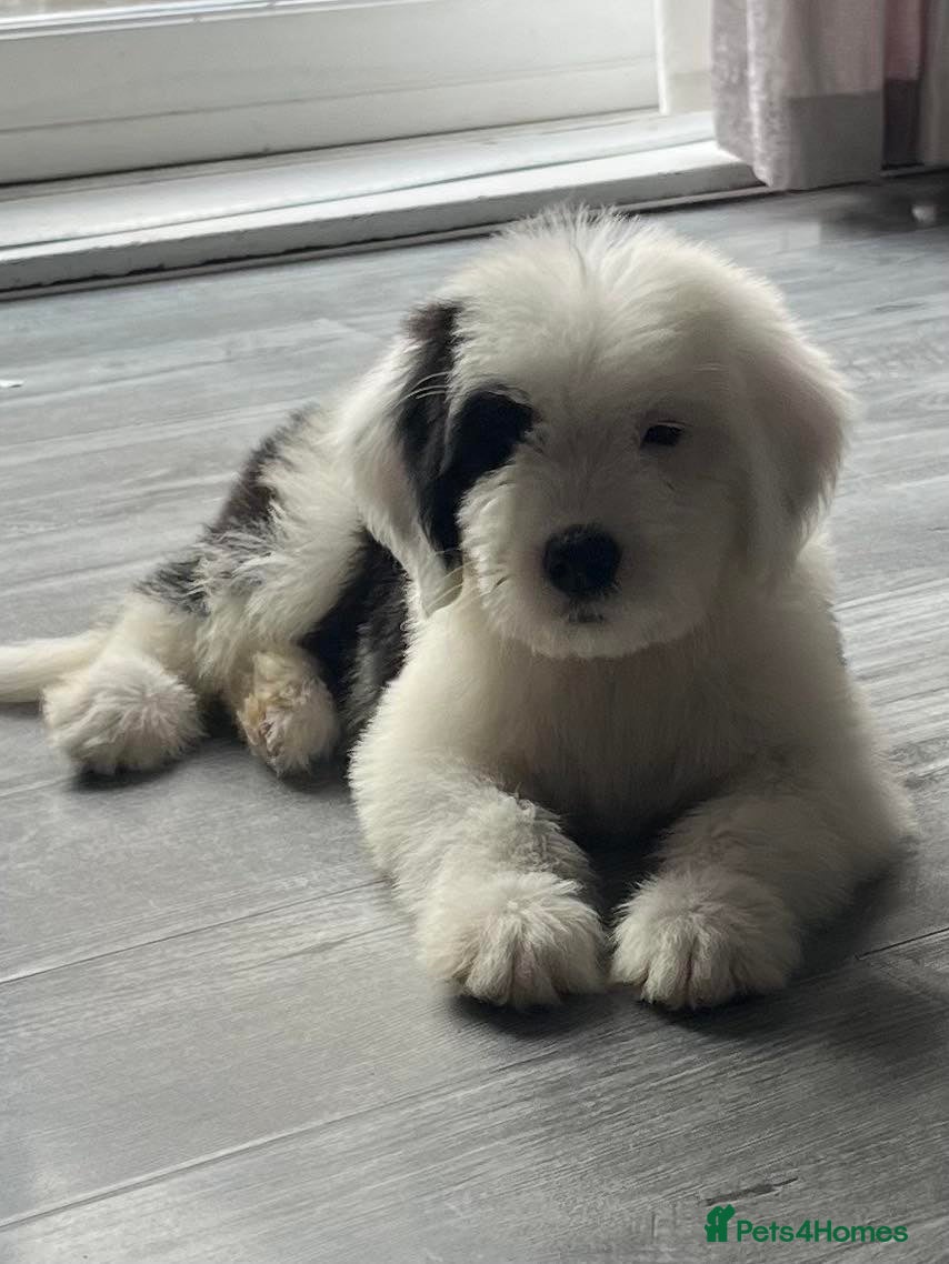 Saint Bernard dogs St Bernard x old English puppies  - Advert 3