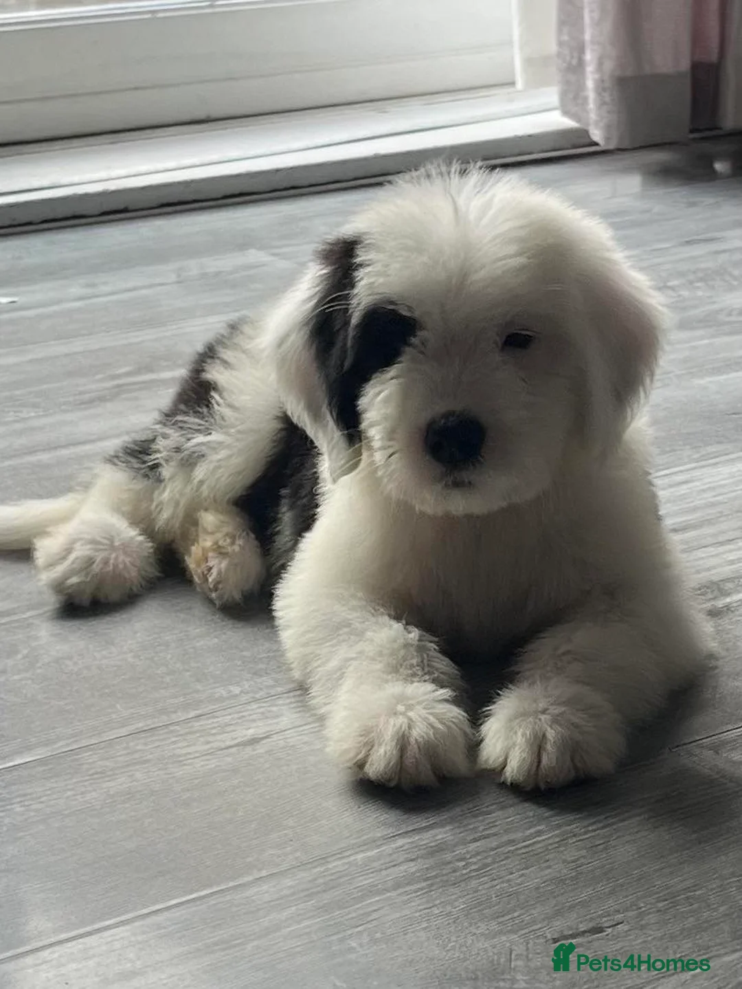 Saint Bernard dogs for sale: St Bernard x old English puppies  - Advert 1