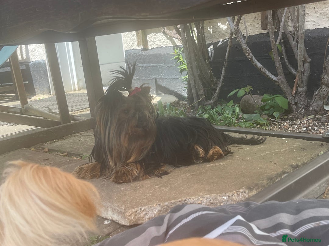 Yorkshire Terrier dogs for sale: Absolutely adorable mini yorkie puppies  - Image 30