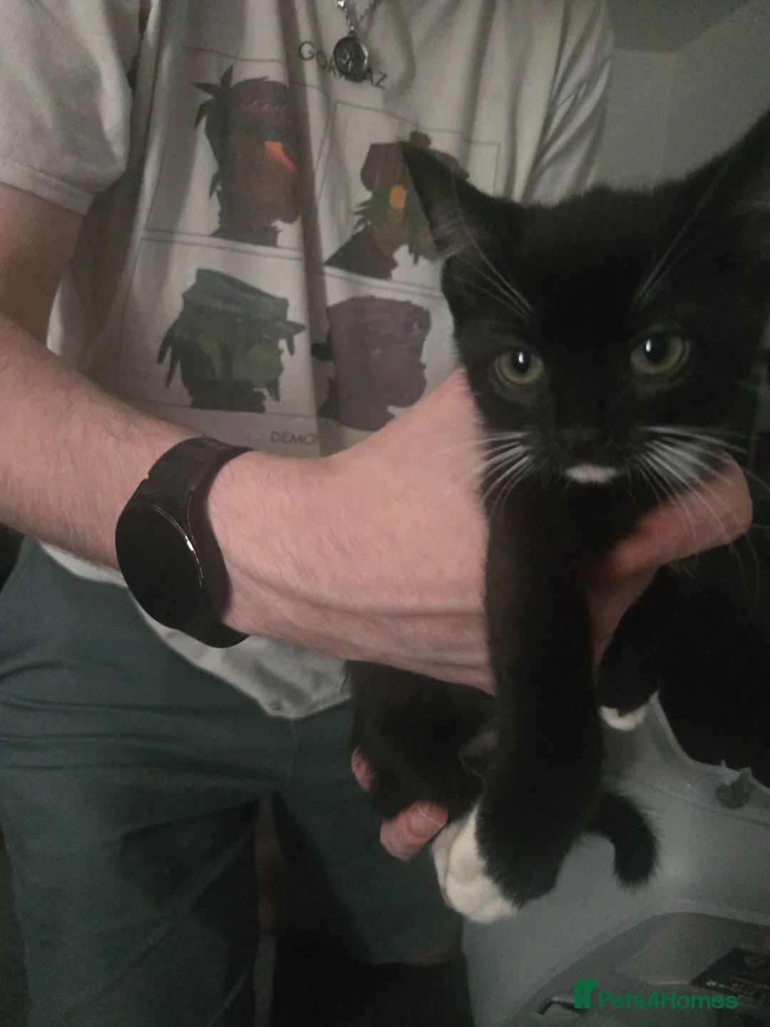 Mixed Breed cats for sale: 9 week old kitten £30 - Advert 1