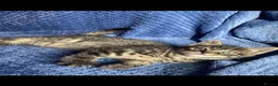 Mixed Breed cats for sale: Mainecoon kittys  - Advert 9