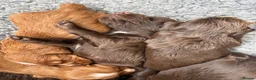 Cocker Spaniel dogs for sale: Beautiful KC Cocker Spaniels - Advert 18