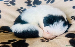 Border Collie dogs for sale: 3 left🐾Ready to leave in 2 weeks🐾Border Collie🐾 - Image 14