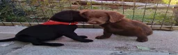 Labradoodle dogs for sale: 7 beautiful miniature labradoodles  - Advert 15