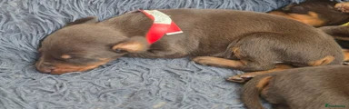 Dobermann 10