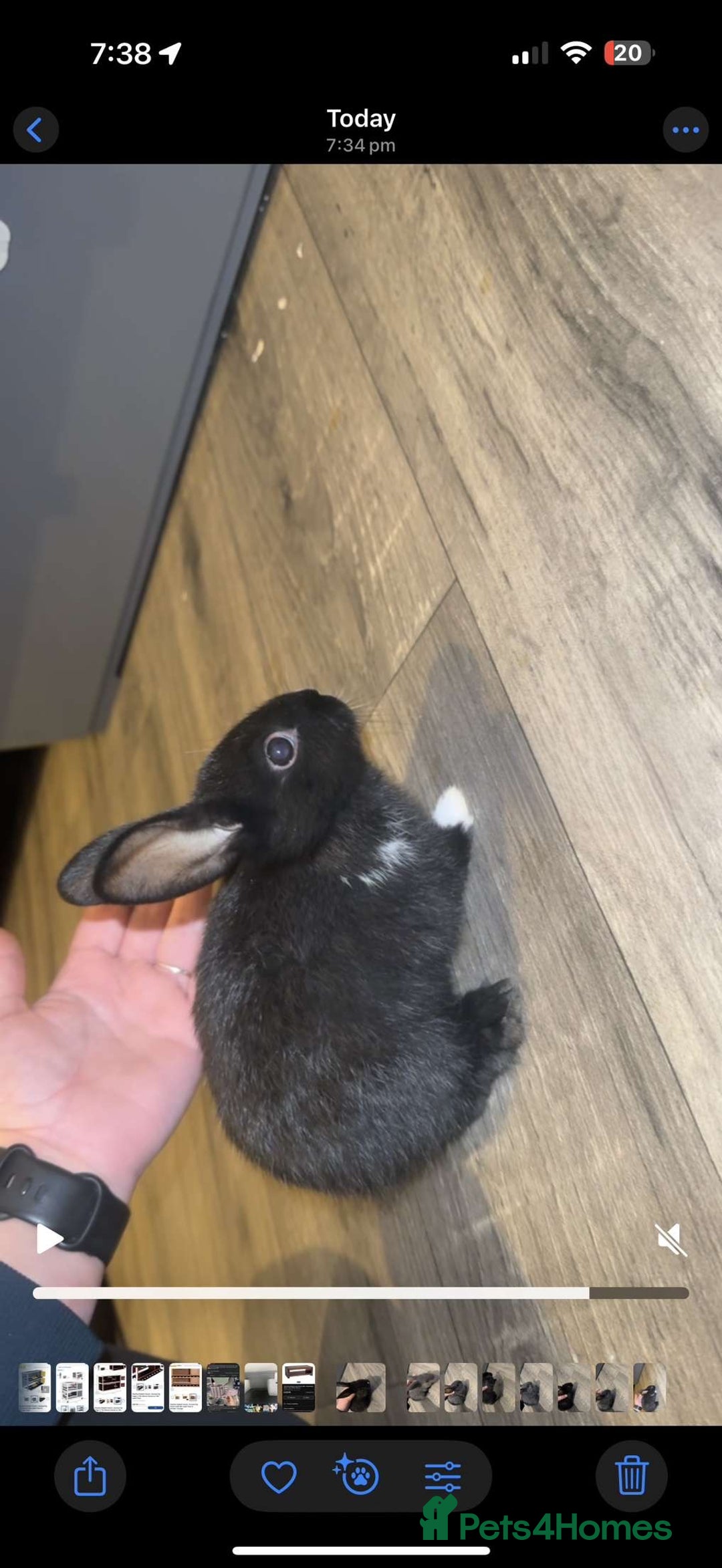 Mixed Breed rabbits for sale: savannah mini lop bunny - Image 3