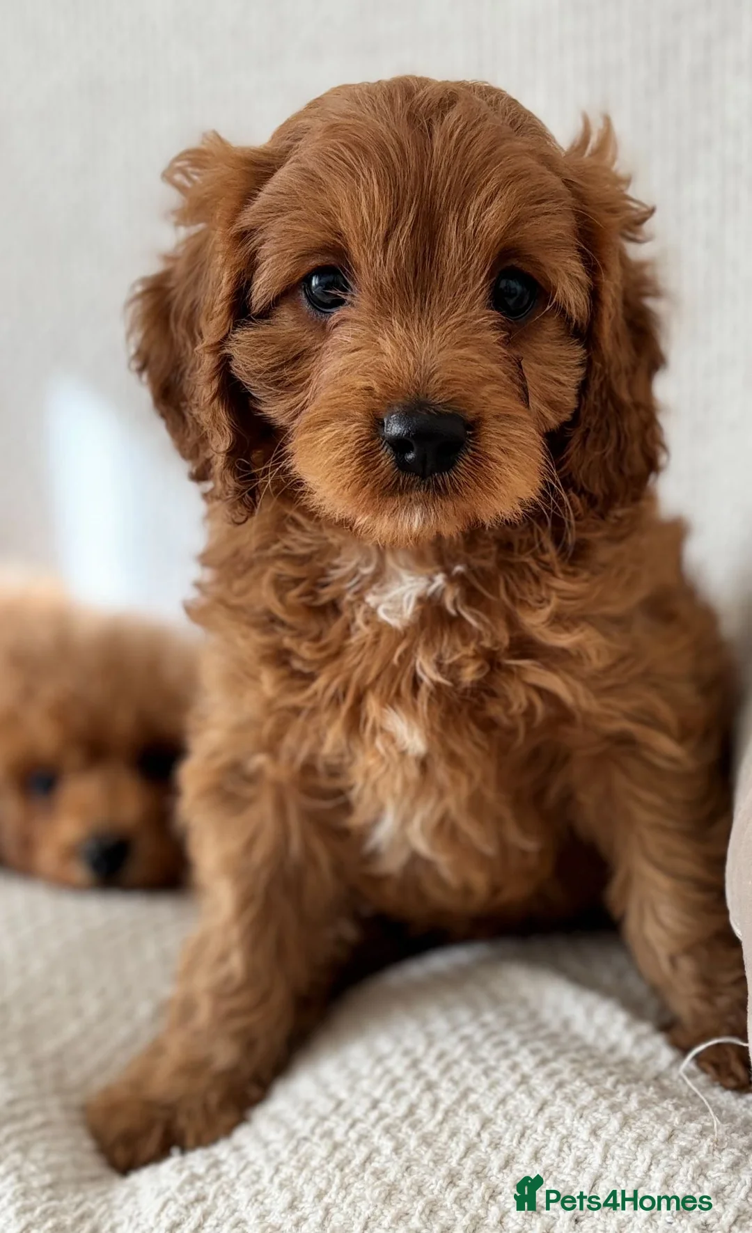 Cavapoo dogs for sale: Outstanding Cavapoos  - Advert 6