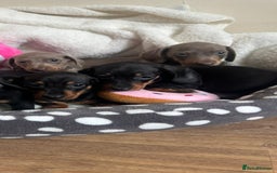 Dachshund dogs for sale: Stunning litter of Dachshund puppies 🌈🥰 - Image 15