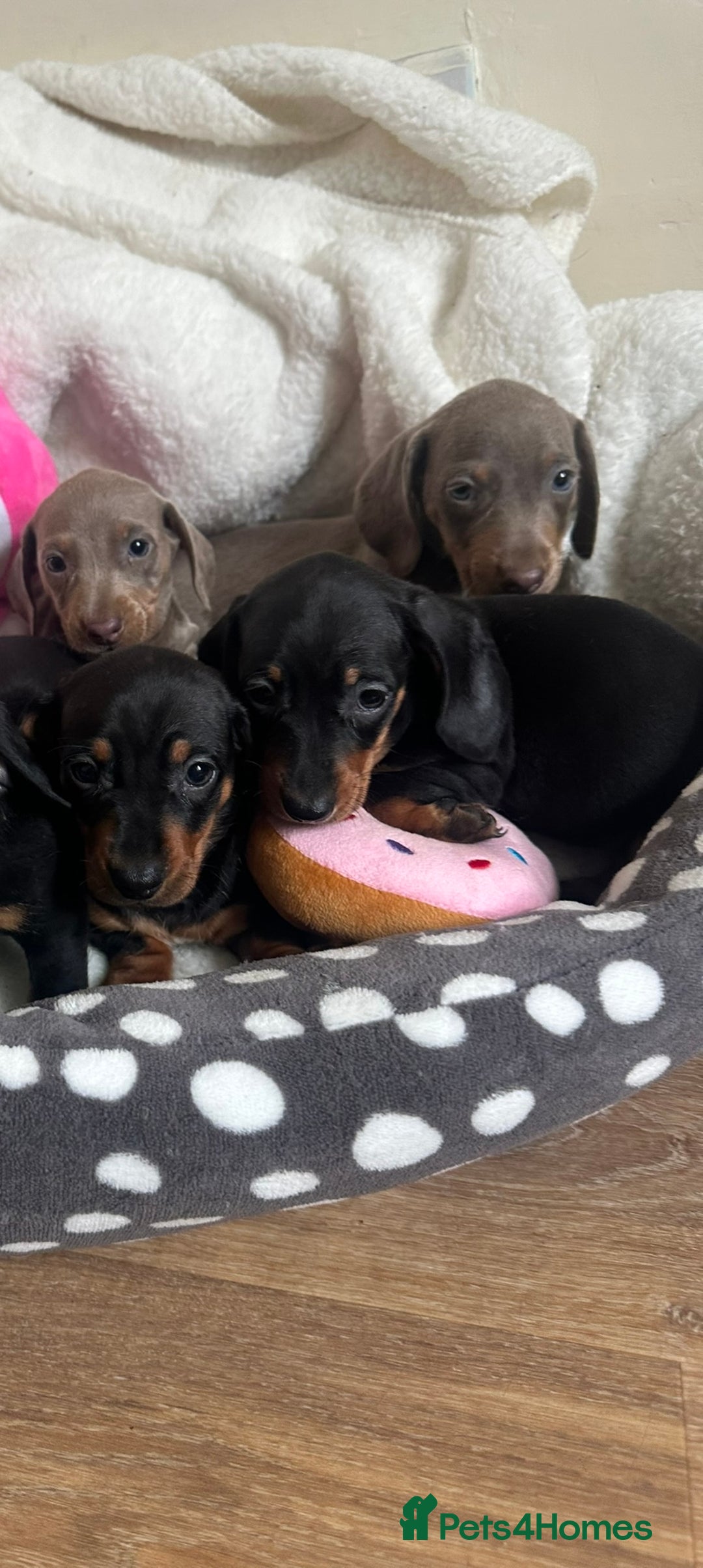 Dachshund dogs for sale: Stunning litter of Dachshund puppies 🌈🥰 - Image 15