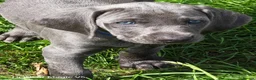 Weimaraner dogs for sale: ✨ KC Weimaraner Puppies — Champion Bloodlines ✨ - Advert 6
