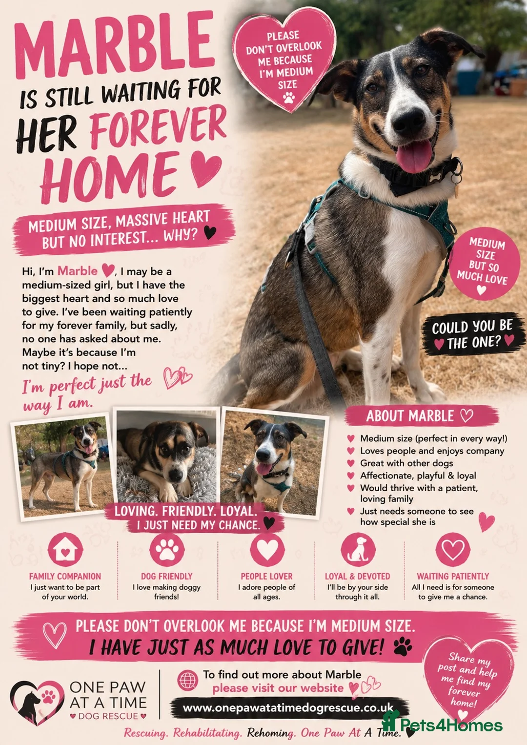 Mixed Breed dogs for adoption: Marble seeks forever home  - Advert 2