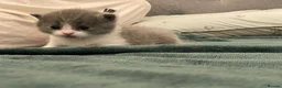 British Shorthair cats for sale: Beautiful British Shirt Hair Kittens - Advert 13