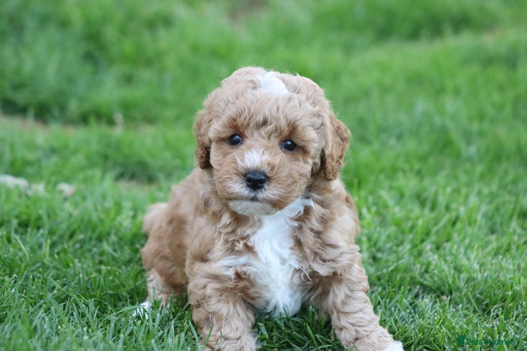 Cavapoochon dogs for sale: Cavapoochon puppies for sale - Image 40