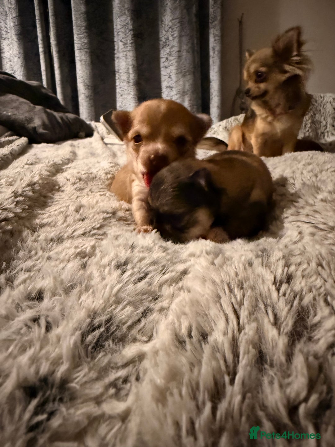 Chihuahua dogs for sale:  **  CHIHUAHUAS  - Advert 9