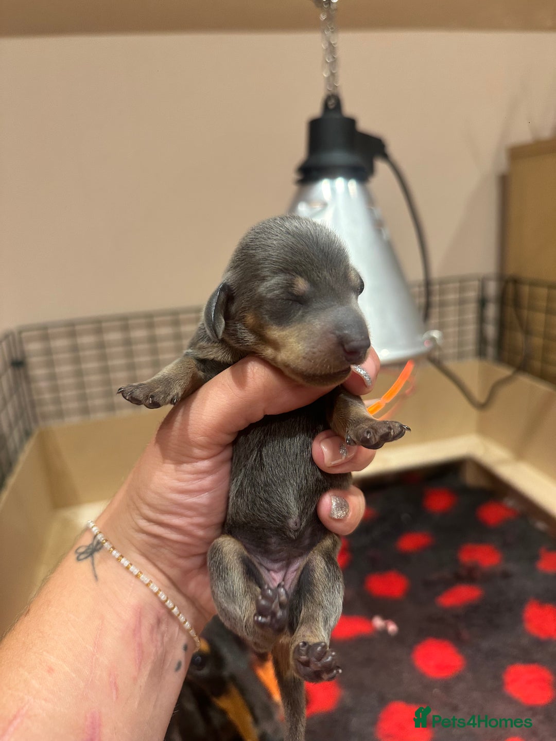 Miniature Dachshund dogs for sale: Miniature Dachshund puppies  - Image 7