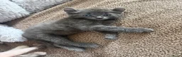 Mixed Breed cats for sale: Rare sphynx cross kittens  - Advert 5