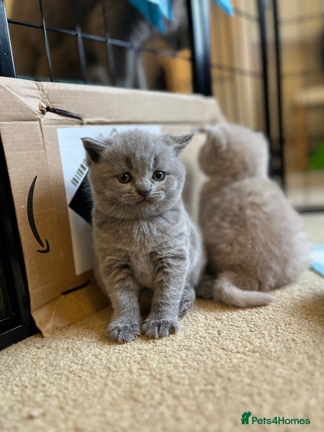 British Shorthair cats for sale: 4 beautiful lilac and blue kittens. - Advert 16