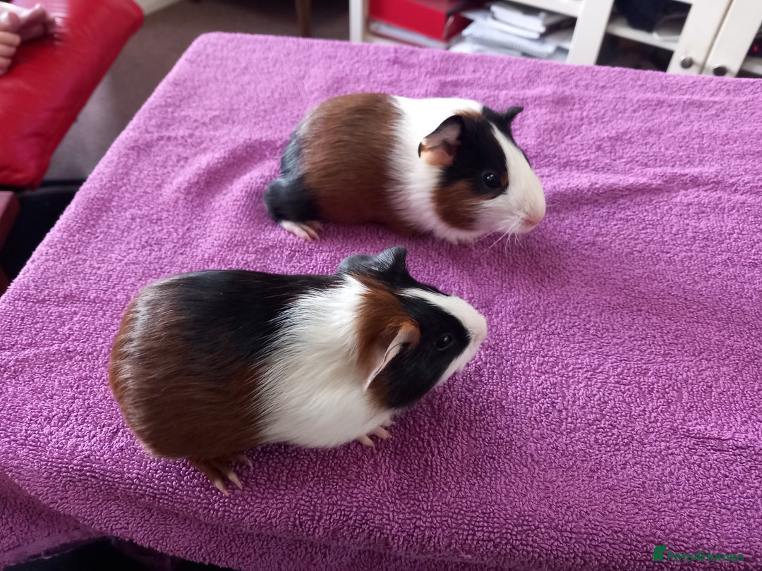 Guinea Pig rodents for sale: 2 baby  female guinea pigs for sale  - Image 4