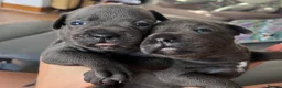 Staffordshire Bull Terrier dogs for sale: Stunning KC registered Staffy puppies 💙💙🩷🩷🩷 - Advert 5