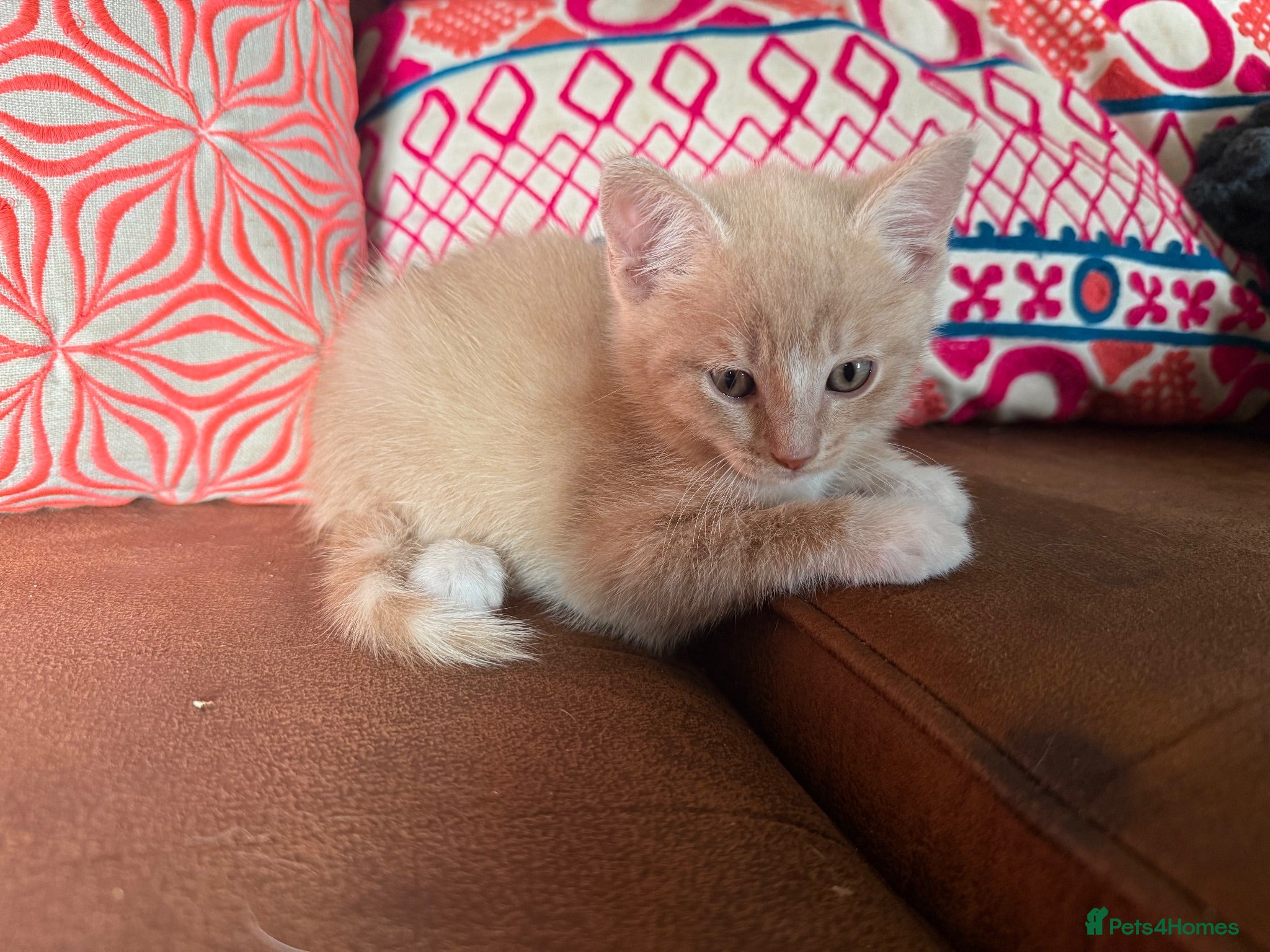 Domestic Shorthair cats Beautiful kittens raised in a family home - Advert 1