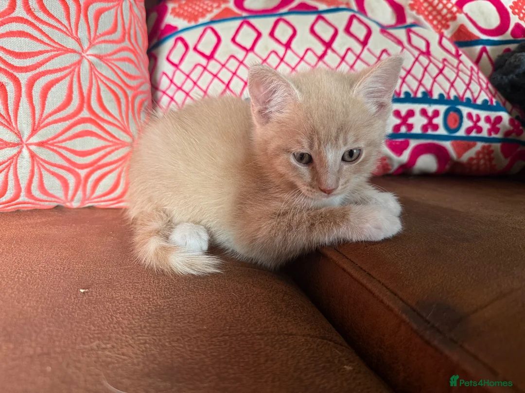 Domestic Shorthair cats for sale: Beautiful kittens raised in a family home - Advert 1