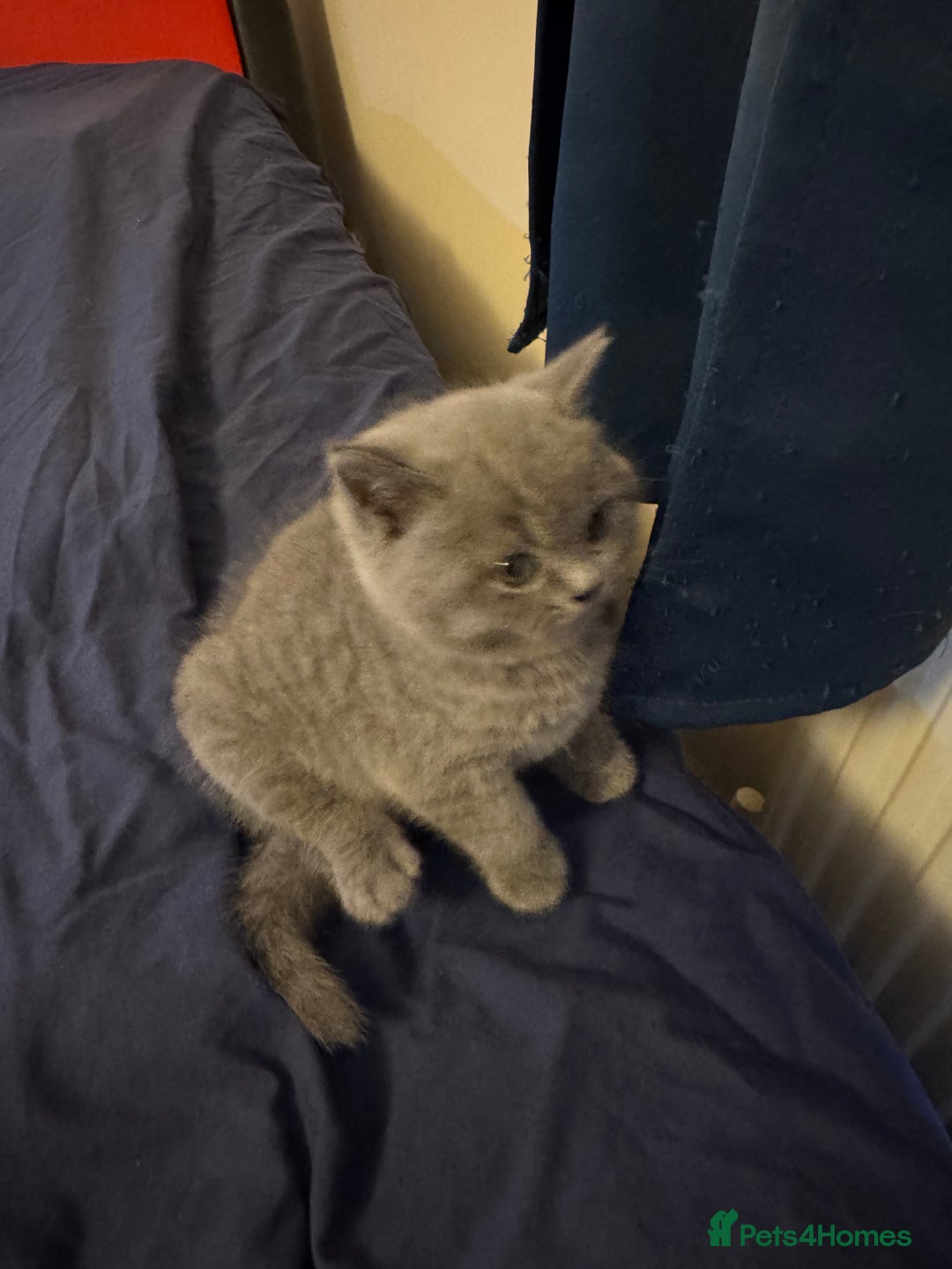 British Shorthair cats for sale: Kittens  - Advert 4