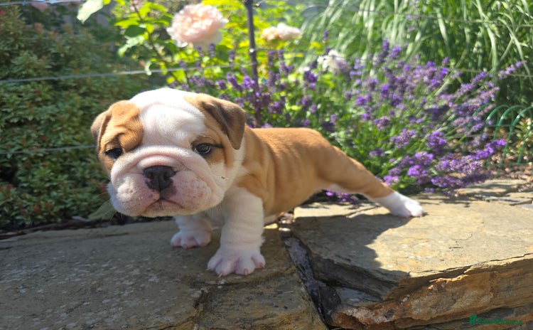 English Bulldog dogs - Advert 2
