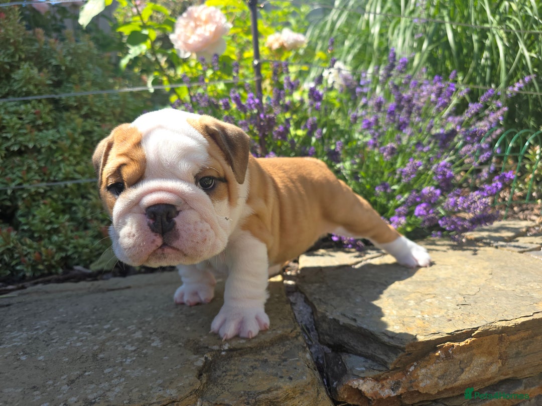 English Bulldog dogs for sale: Stunning English Bulldog Puppies  - Image 1