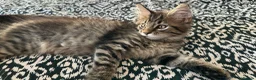 Maine Coon cats for sale: Beautiful Maine Coon Kittens for Sale - Advert 20