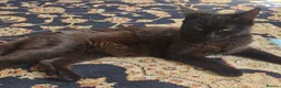 Mixed Breed cats for sale: Black kittens - Advert 8