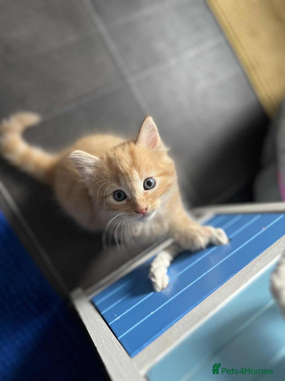 Mixed Breed cats for sale: Beautifull fluffy kittens  - Image 23