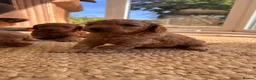 Cockapoo dogs for sale: Outstanding cockapoo puppies  - Advert 9