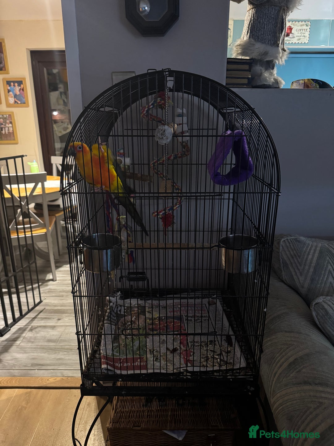 Conures birds for sale: Hand Reared Sun Conure  - Advert 5