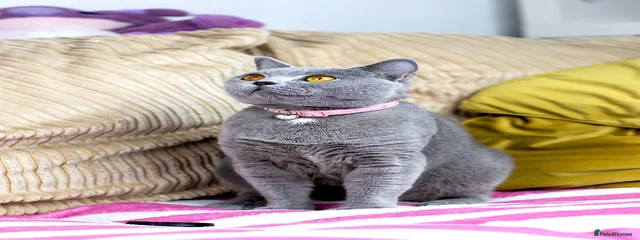 Reina