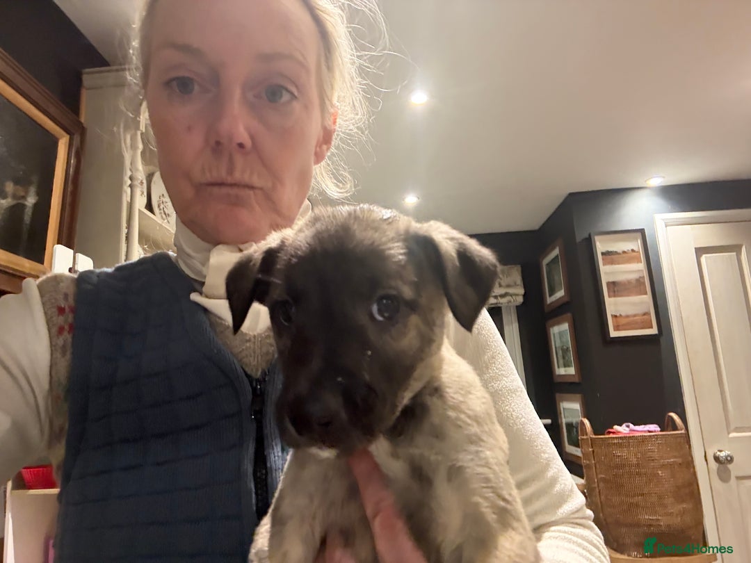 Lurcher dogs for sale: Lurcher Pups - 4 x boys - Advert 4