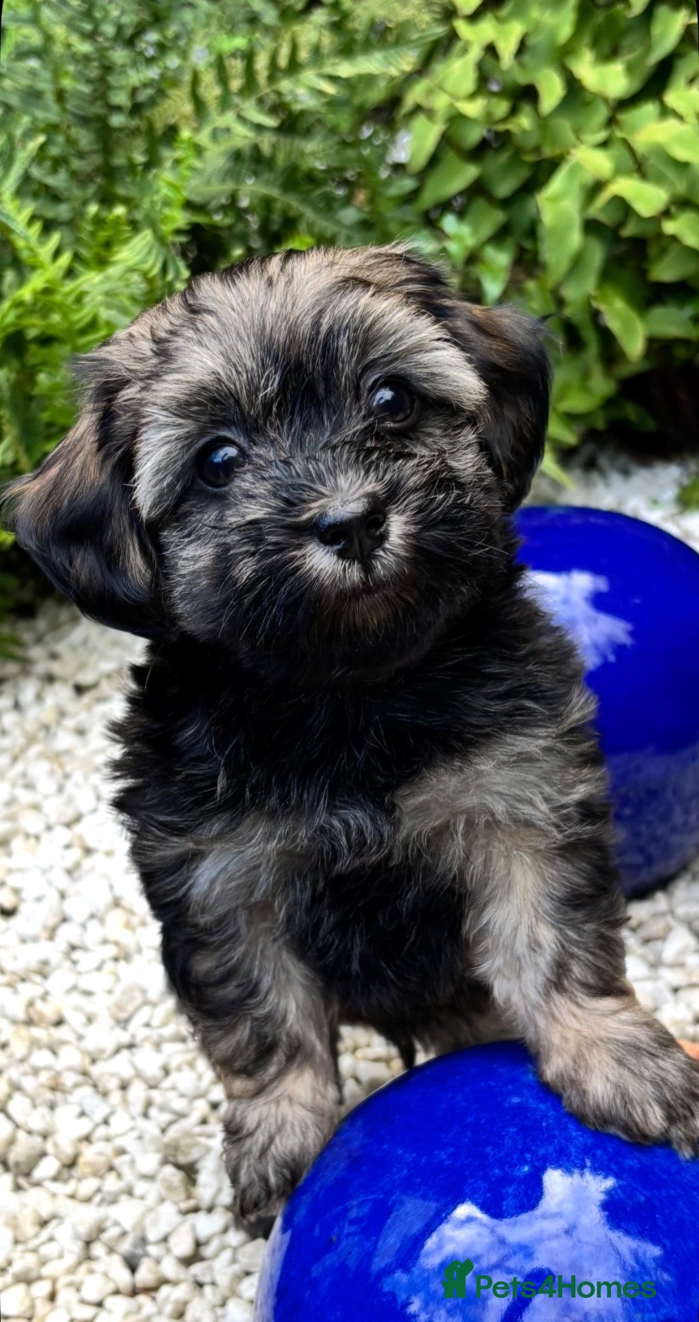 Havanese dogs 5 Pedigree Havanese Puppies - Advert 2