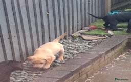 Labrador Retriever dogs for sale: Beautiful Labrador Puppies **READY NOW** - Image 21