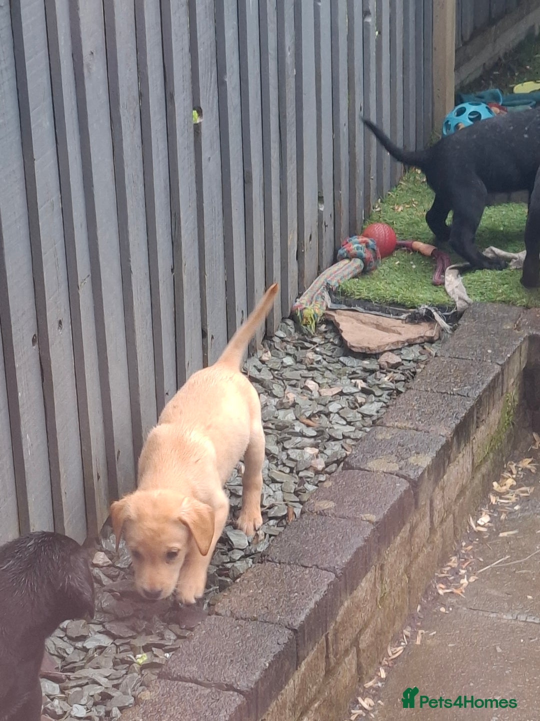 Labrador Retriever dogs for sale: Beautiful Labrador Puppies **READY NOW** - Image 21