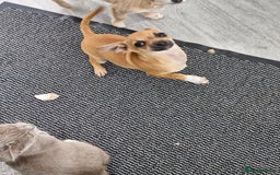 Chihuahua dogs for sale: Girl chihuahua puppie - Image 2