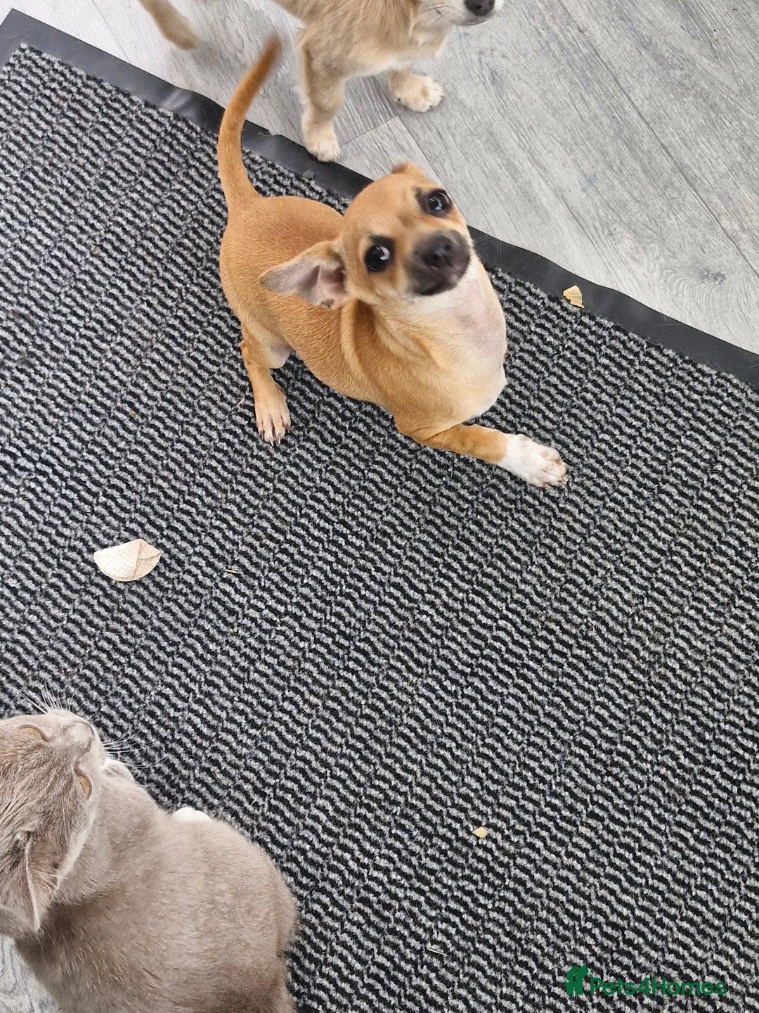 Chihuahua dogs for sale: Girl chihuahua puppie - Image 2