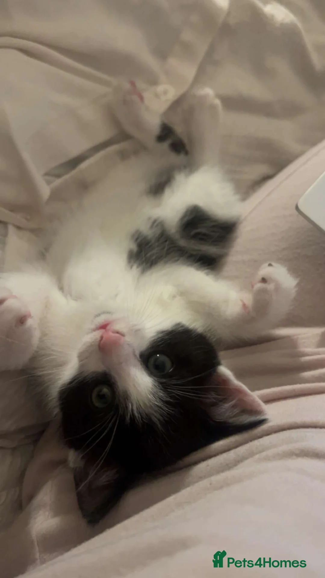 Mixed Breed cats for sale: Tabby kitten white nd black! - Advert 4