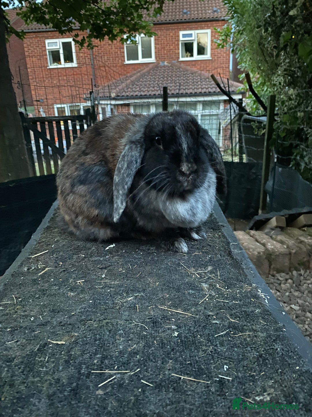 Mixed Breed rabbits for sale: 2-3 year old Lop Rabbit - Advert 4