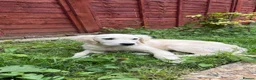Golden Retriever dogs for adoption: Golden Retriever & Bestie Looking For Home ❤️ - Advert 17